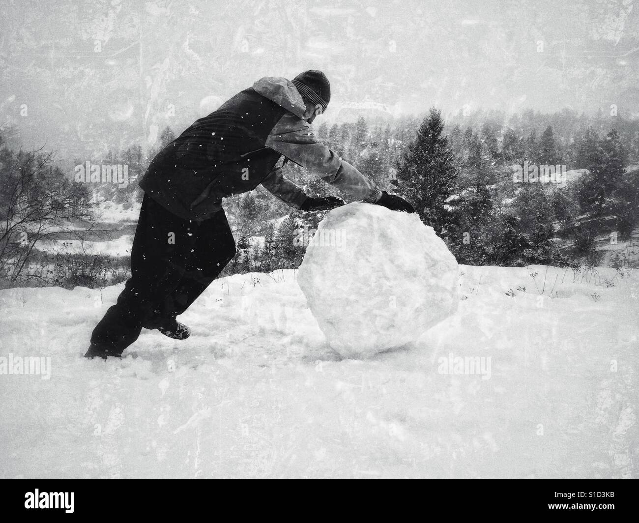 Young man pushing large snow ball on a snowy day. Evergreen forest in the background. In black and white. - Smartphone Captured Stock Image