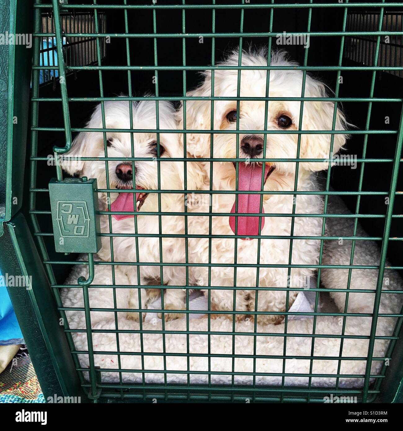 My moms 2 Maltese dogs going to the groomer Stock Photo