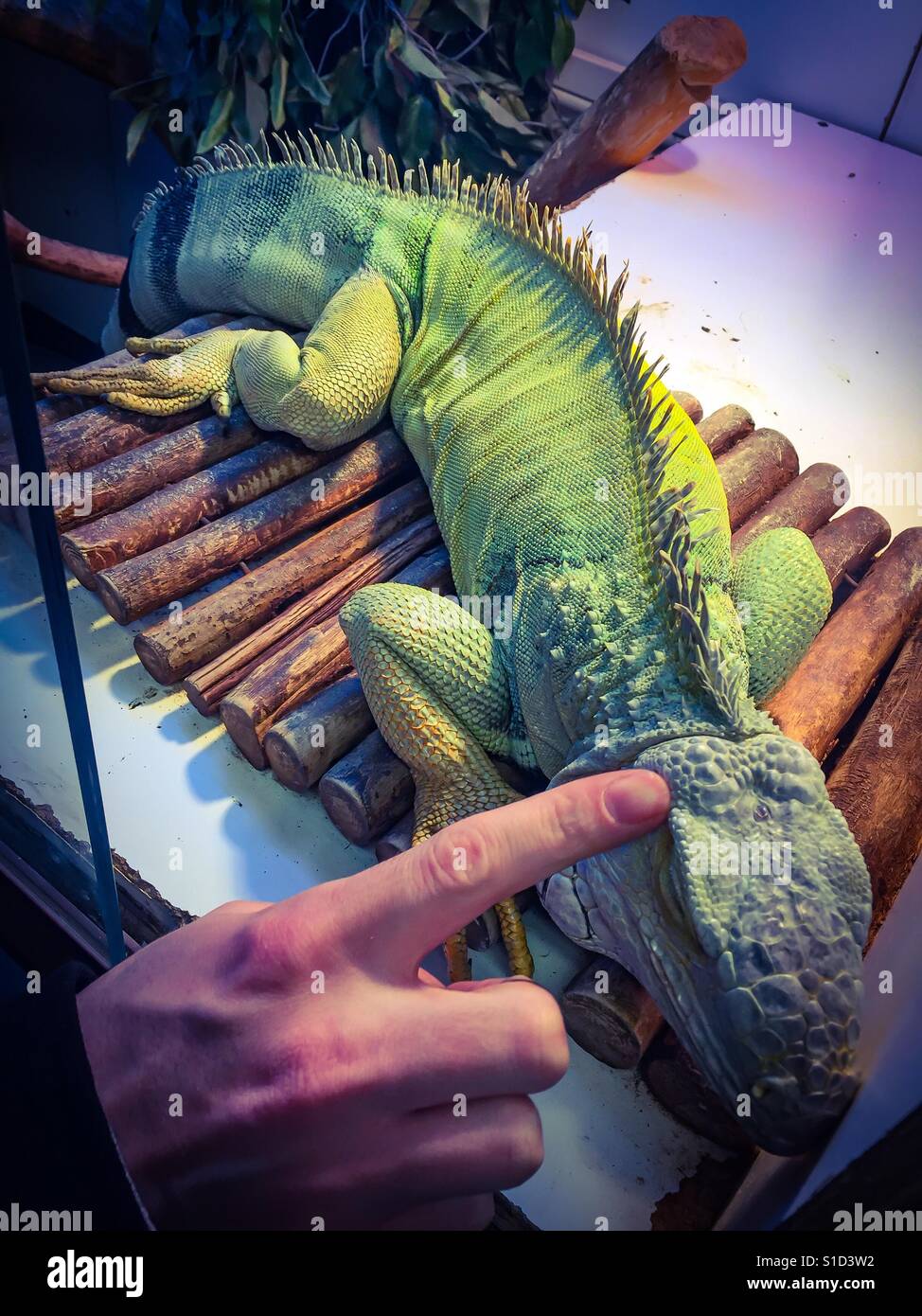 Petting a giant iguana in a pet shop - Smartphone Captured Stock Image