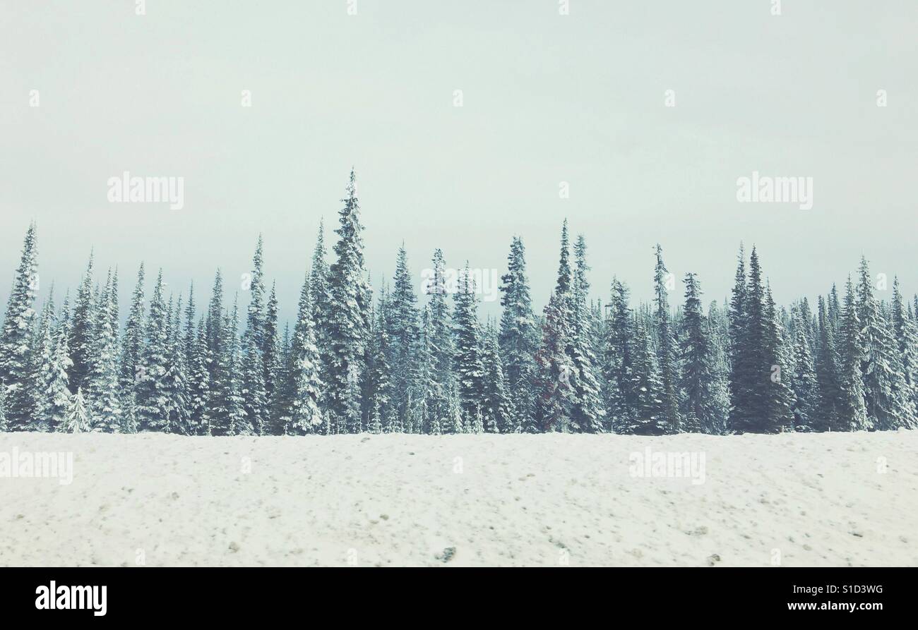 Lineup of high alpine trees covered in snow. Space for copy Stock Photo ...