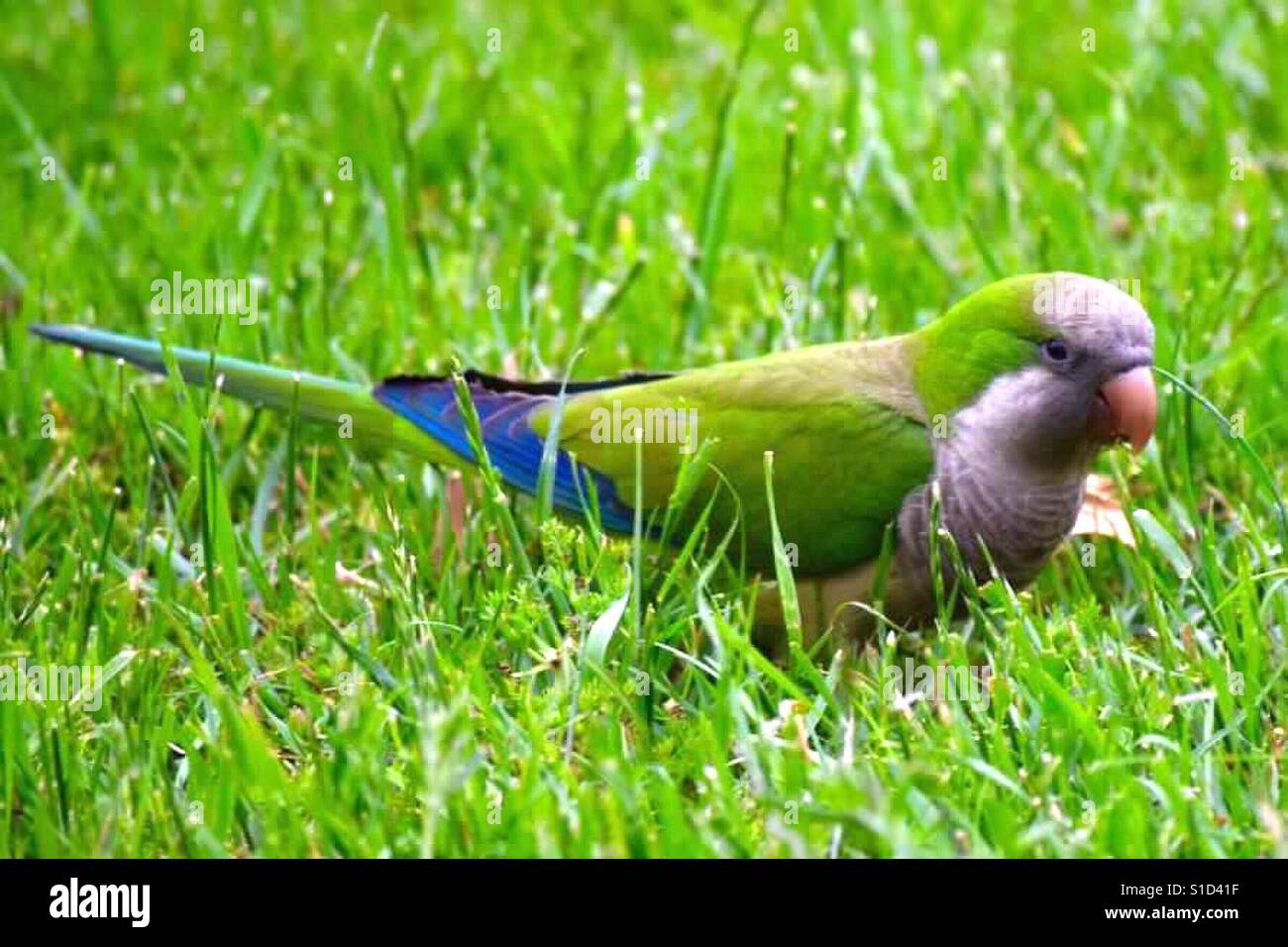 Parakeet in Buenos Aires - Smartphone Captured Stock Image
