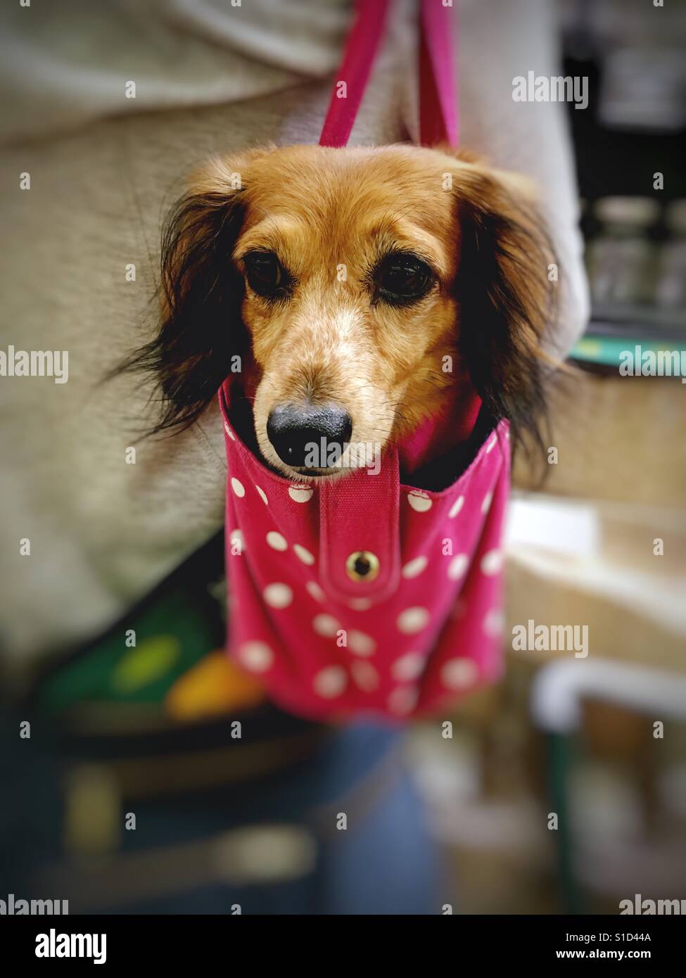 Puppy purse - Smartphone Captured Stock Image