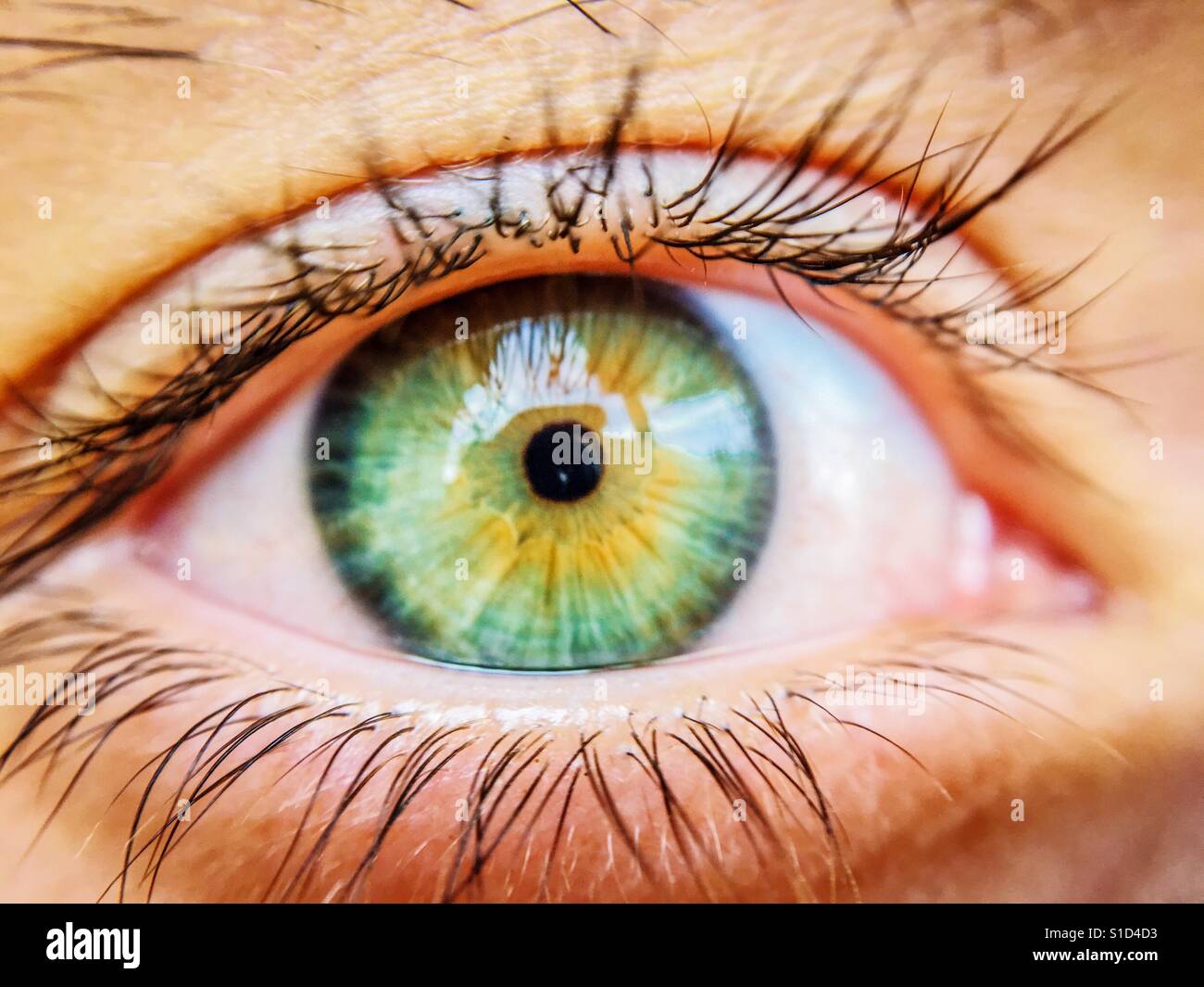 Human Eyeball Stock Photo