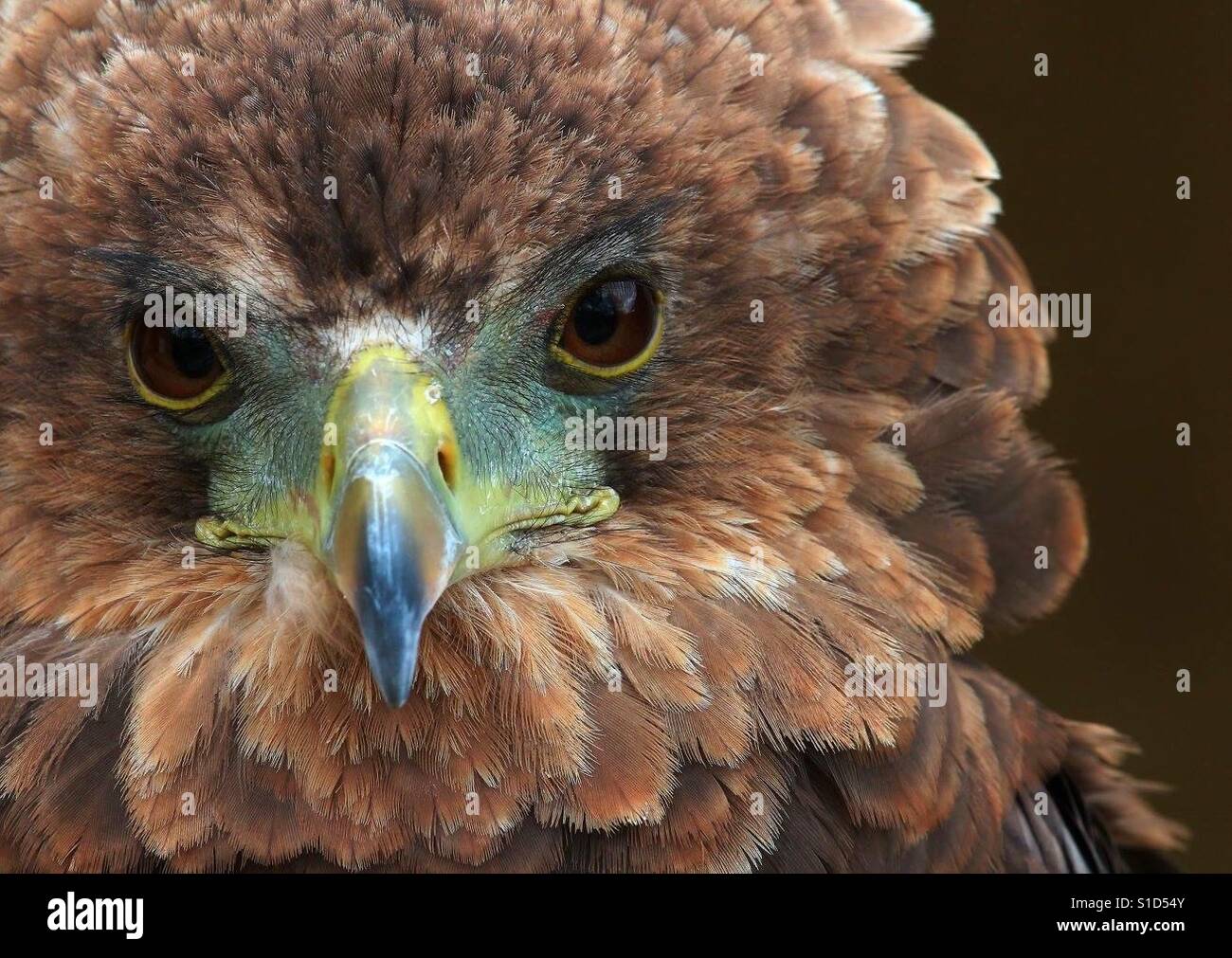 Bateleur Eagle Portrait - Smartphone Captured Stock Image