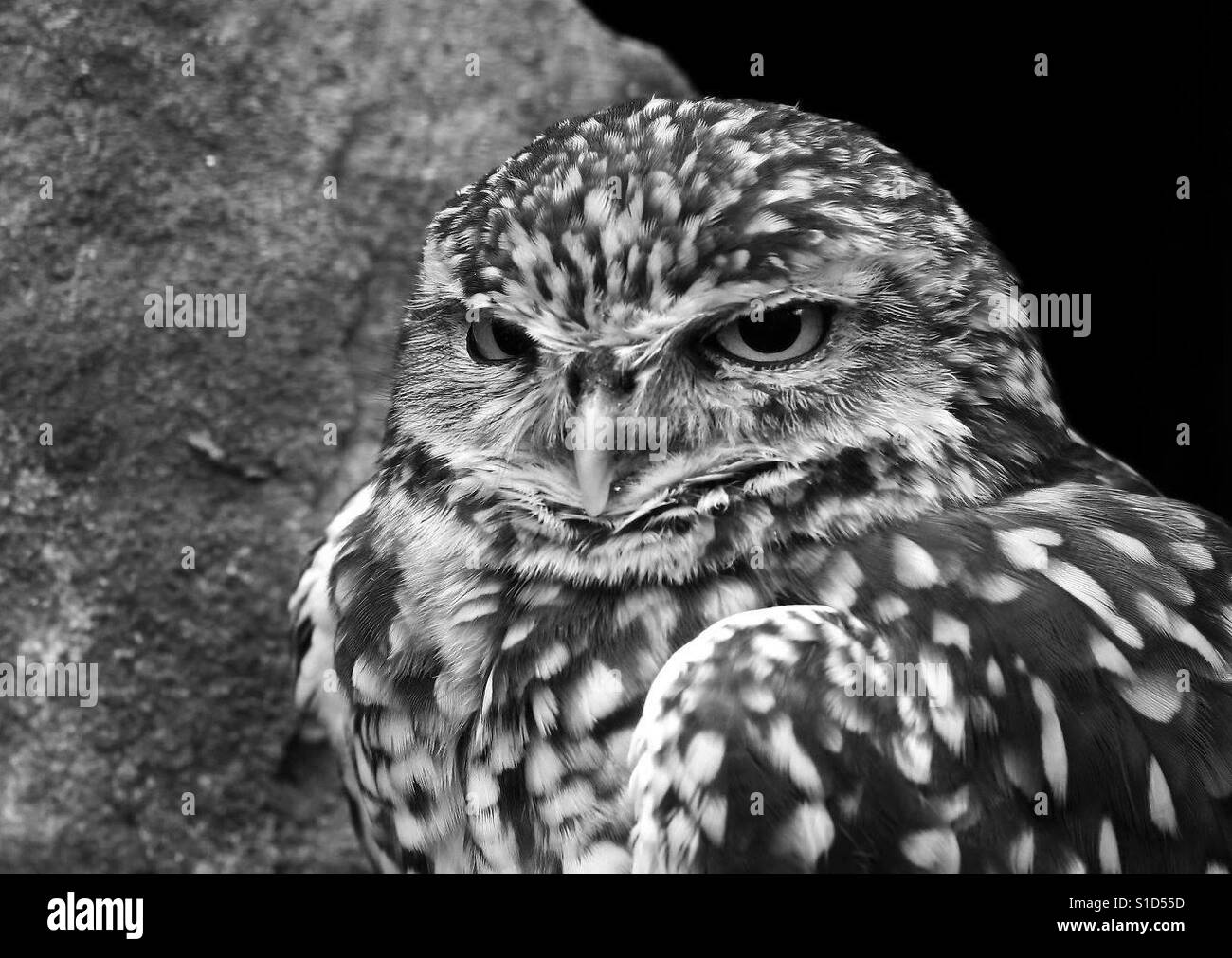 Burrowing Owl Portrait - Smartphone Captured Stock Image