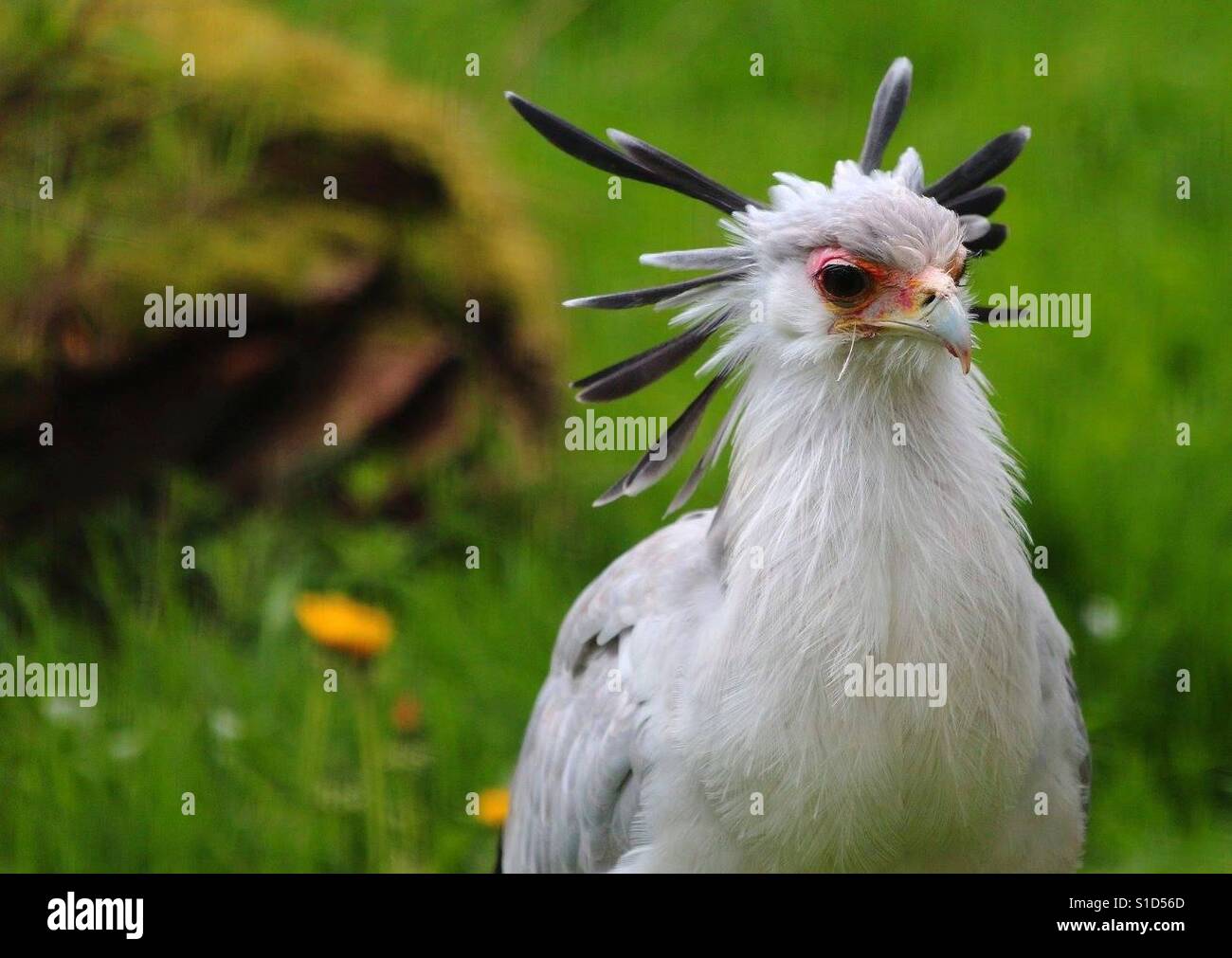 Secretary Bird - Smartphone Captured Stock Image