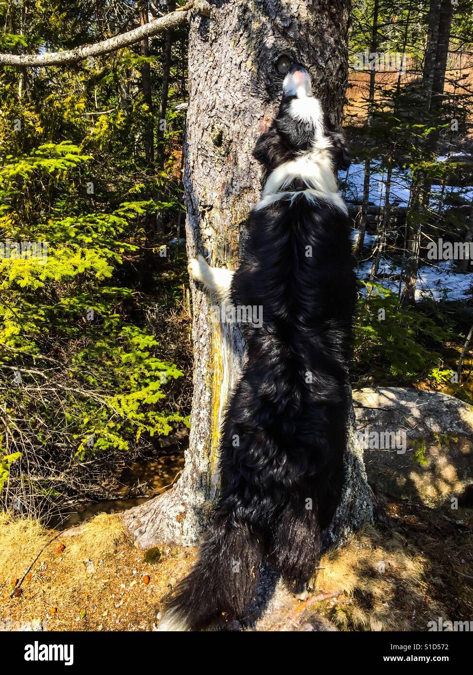 Up that. Tree - Smartphone Captured Stock Image