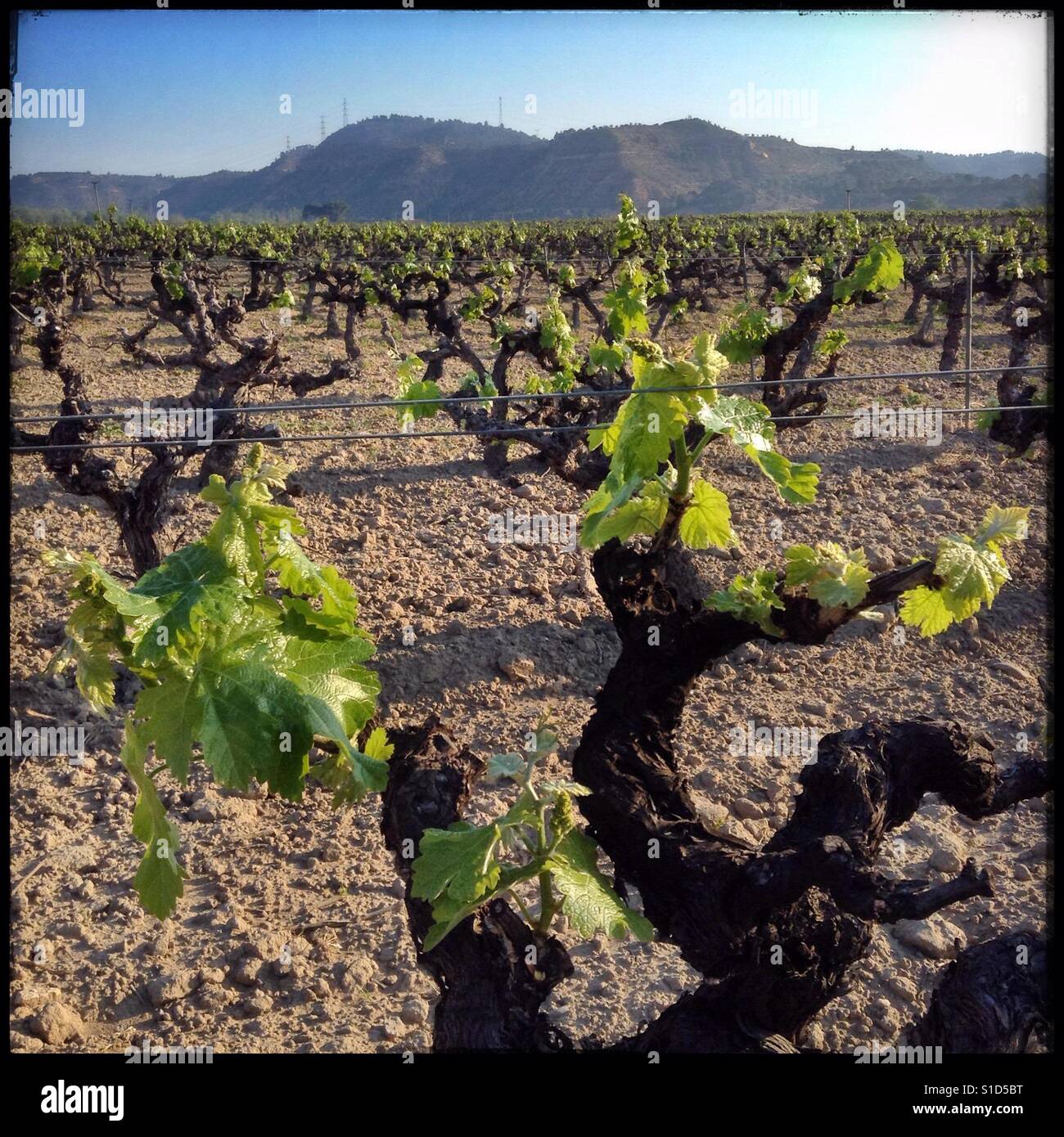 Macabeo vines, welcoming in a new day; Catalonia, Spain.. - Smartphone Captured Stock Image