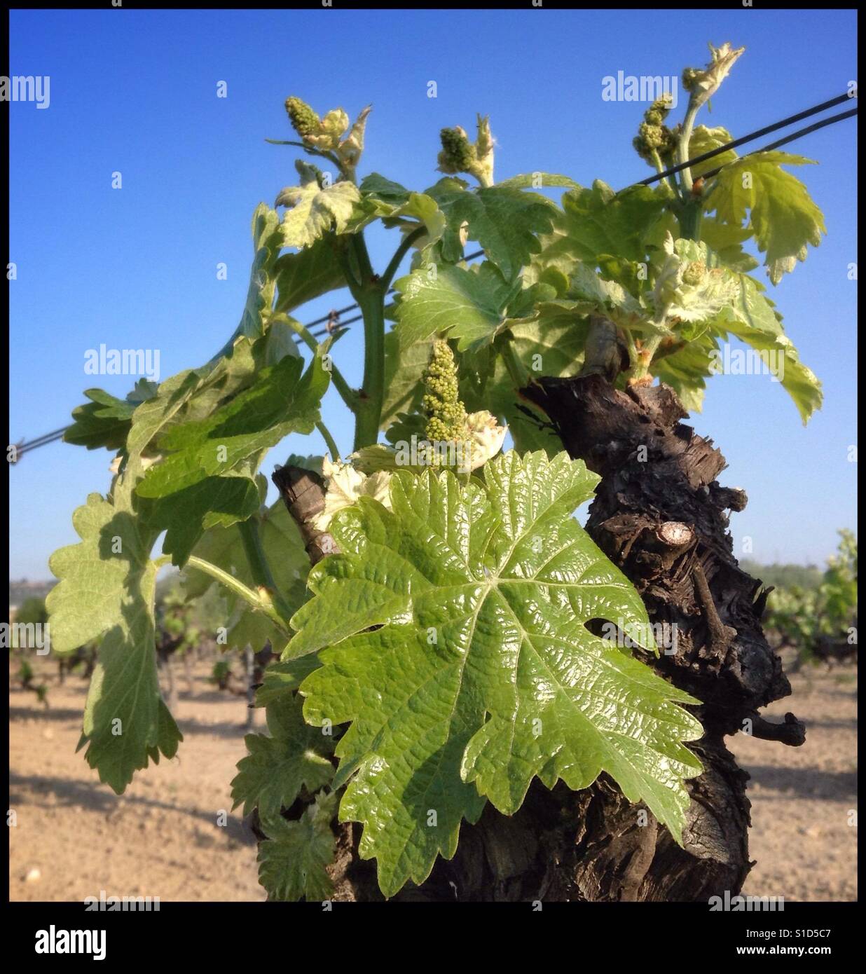 Macabeo vines, welcoming in a new day; Catalonia, Spain.. - Smartphone Captured Stock Image