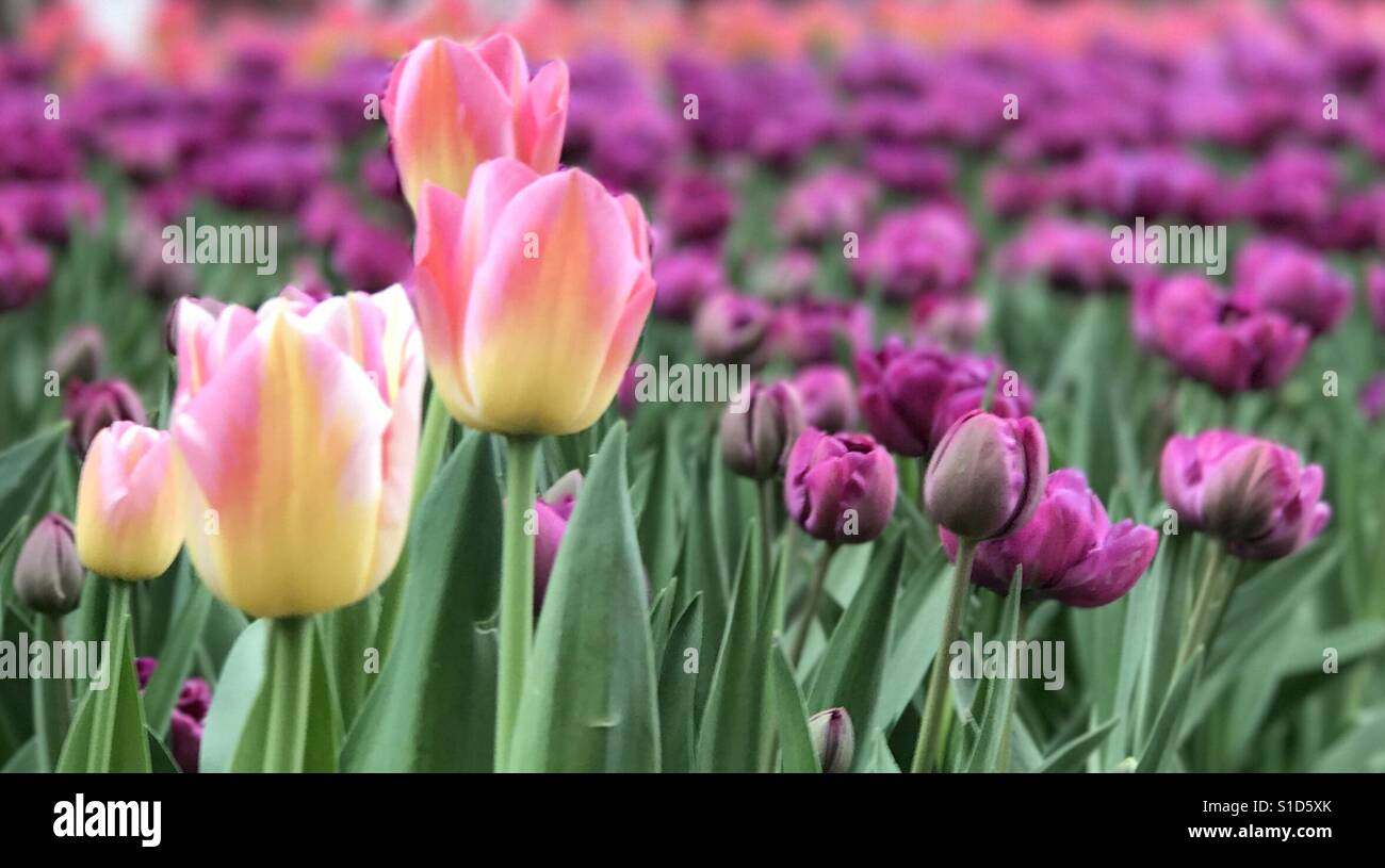 Beautiful light Stock Photo Alamy