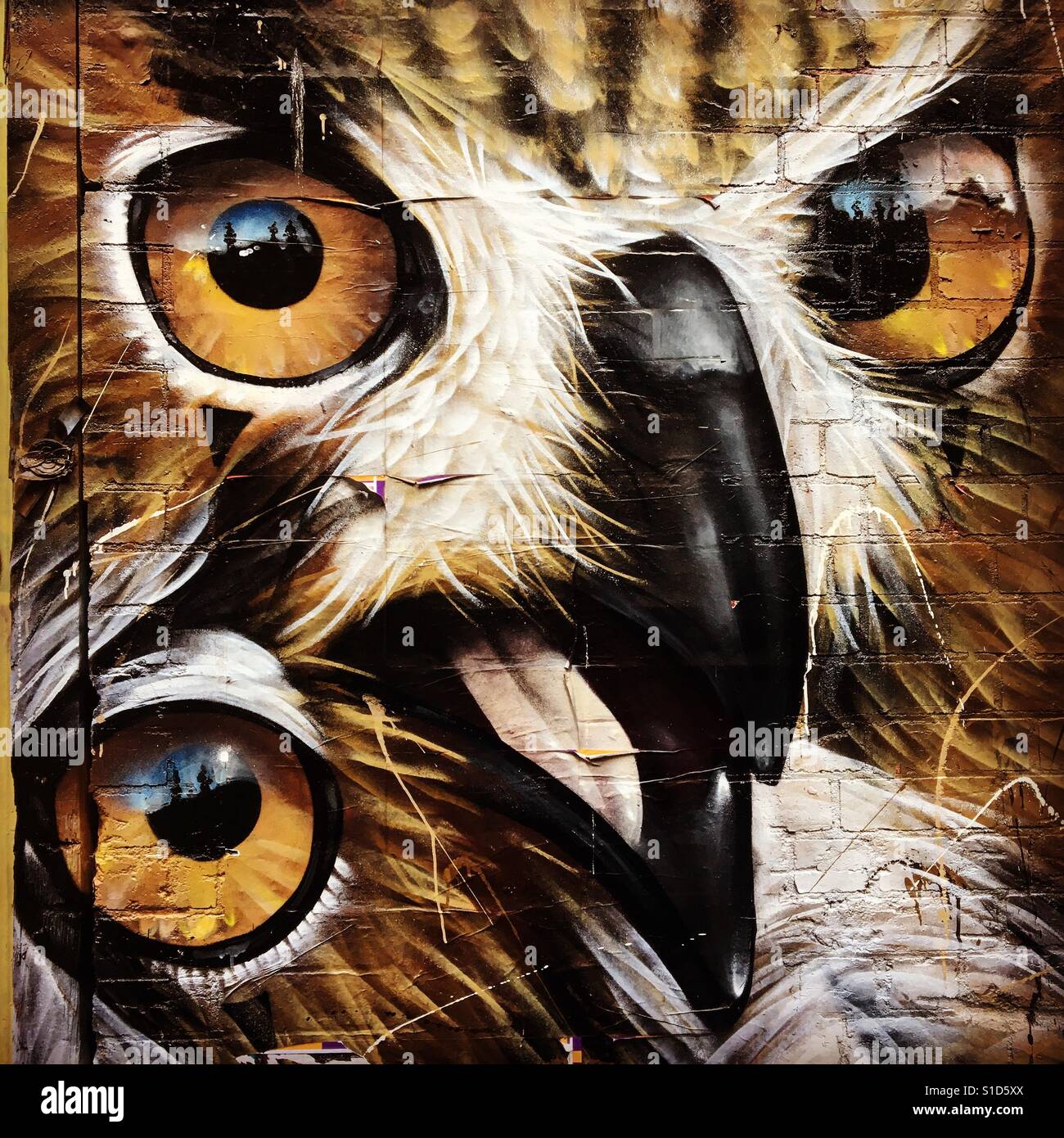 Street art of owls on Melbourne laneway wall - Smartphone Captured Stock Image