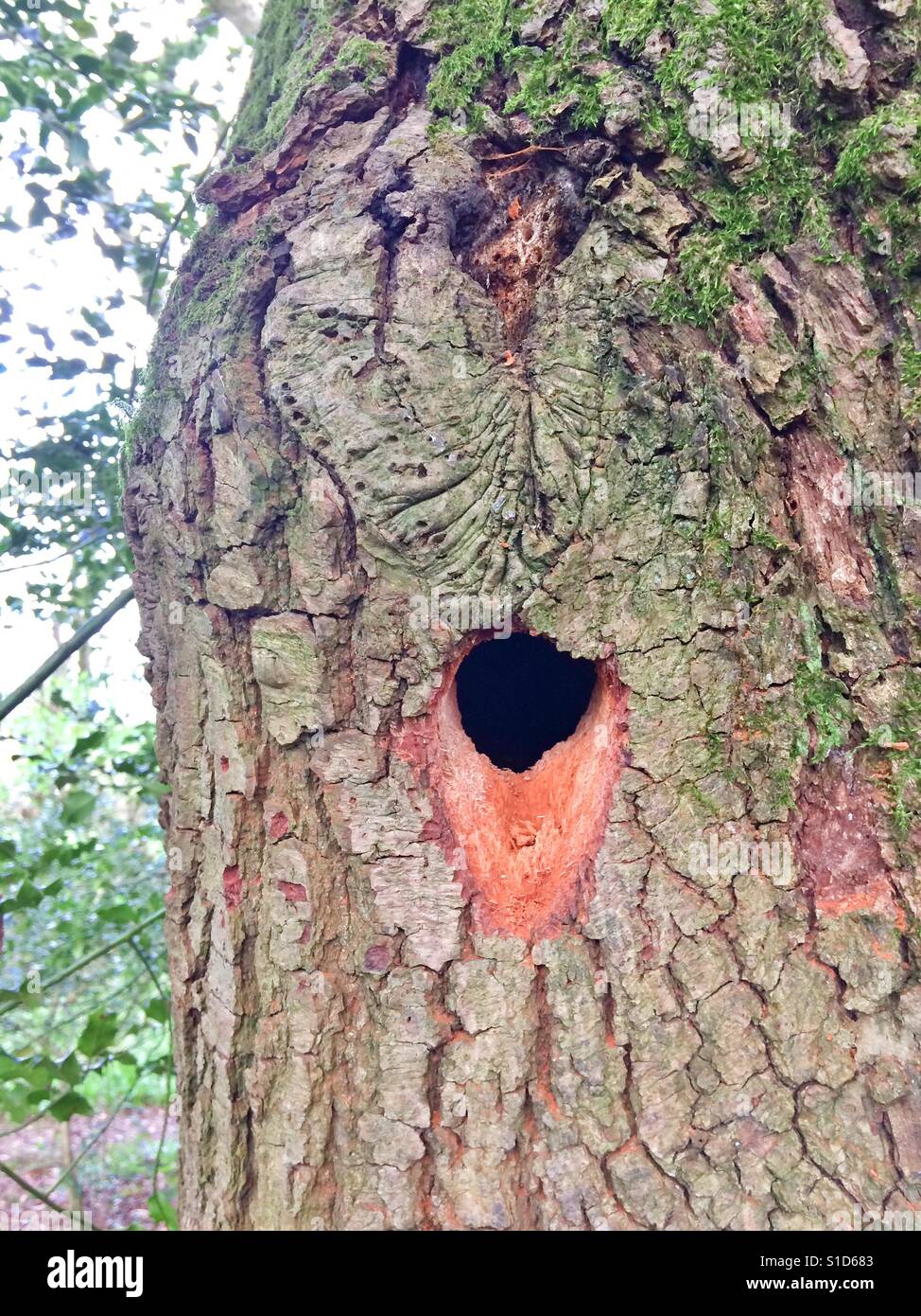 Woodpeckers nesting hole, Hampshire, England. Stock Photo