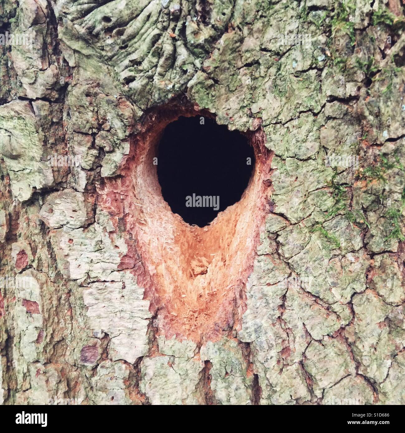 Woodpeckers nesting hole in a oak tree, Hampshire, England, United Kingdom. Stock Photo