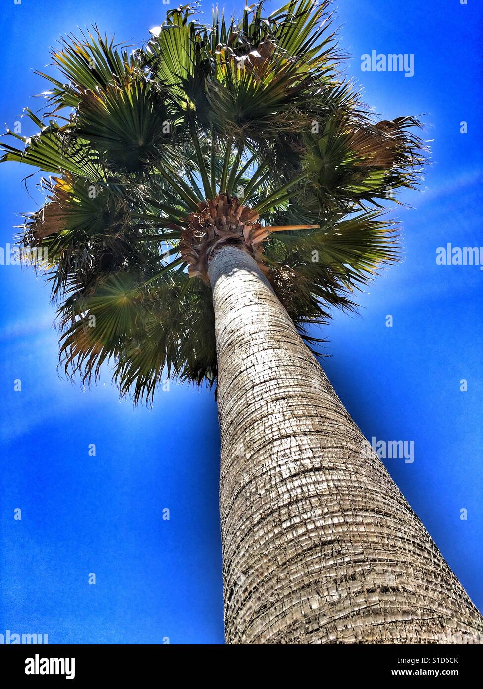 Washingtonia palm against blue sky. Low angle Stock Photo