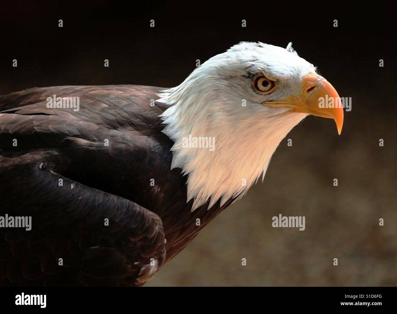 Bald Eagle Poised - Smartphone Captured Stock Image