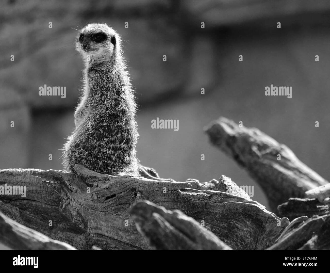 Meerkat on the Lookout - Smartphone Captured Stock Image