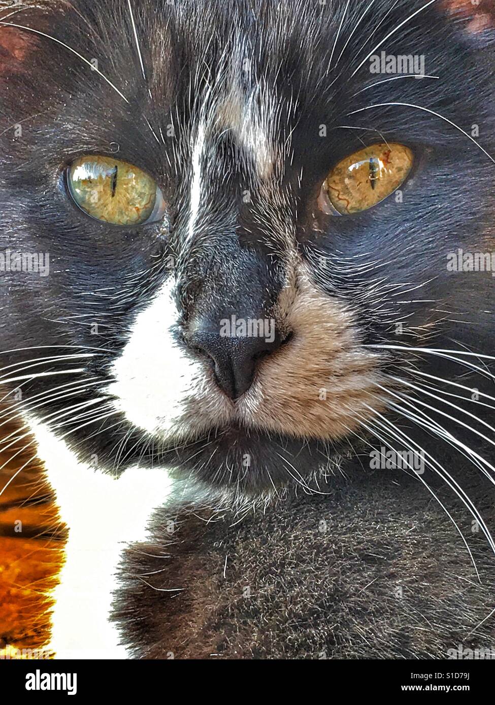 Black and white cat, portrait - Smartphone Captured Stock Image