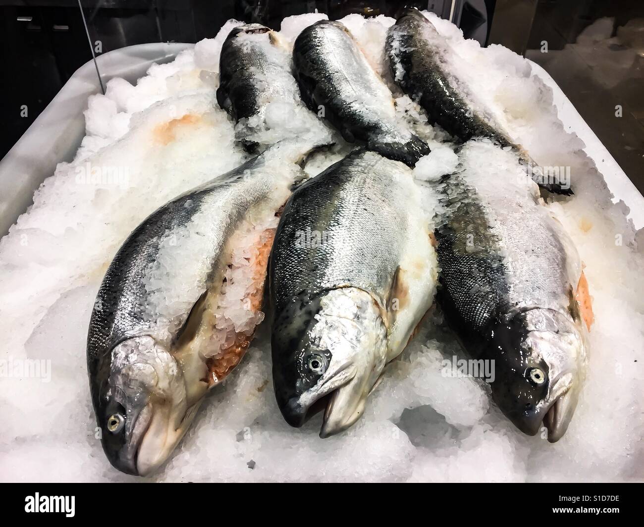 Farmed frozen trout Stock Photo