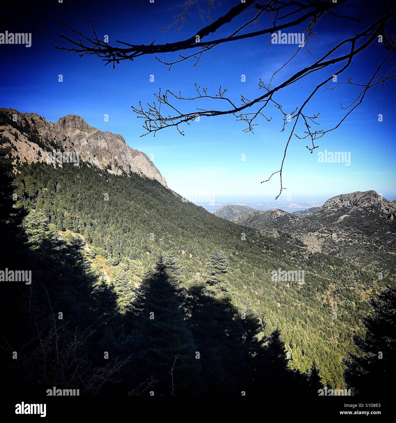 The Pinsapar pine forest in Sierra de Grazalema Natural Park in Grazalema, Andalusia, Spain Stock Photo