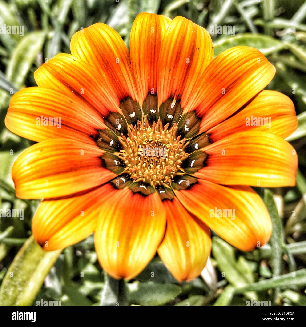Gazania flower - Smartphone Captured Stock Image