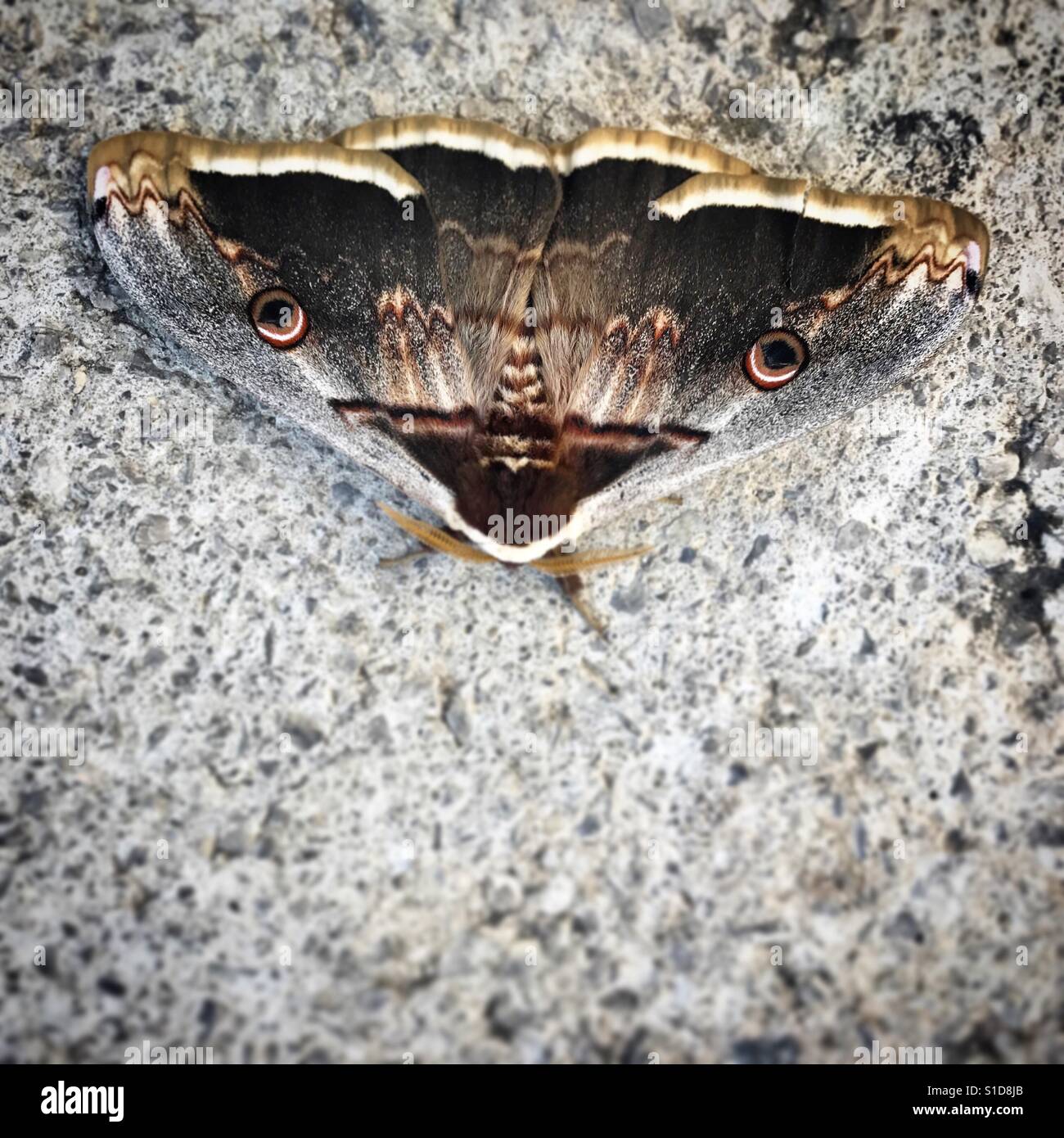 A moth with the form of an animal looking found dead in Prado del Rey, Sierra de Cadiz, Andalusia, Spain - Smartphone Captured Stock Image