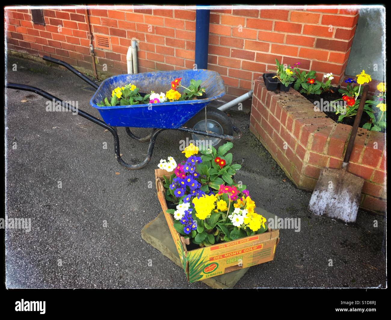 Wheel barrow of marigolds - Smartphone Captured Stock Image