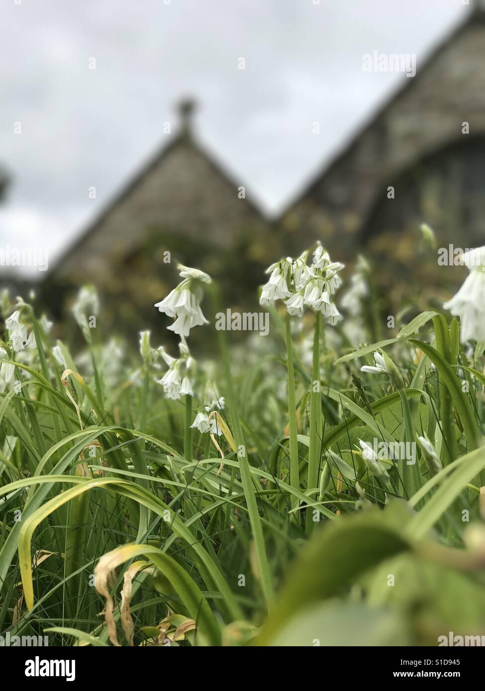 Snowdrops with a church in the background - Smartphone Captured Stock Image