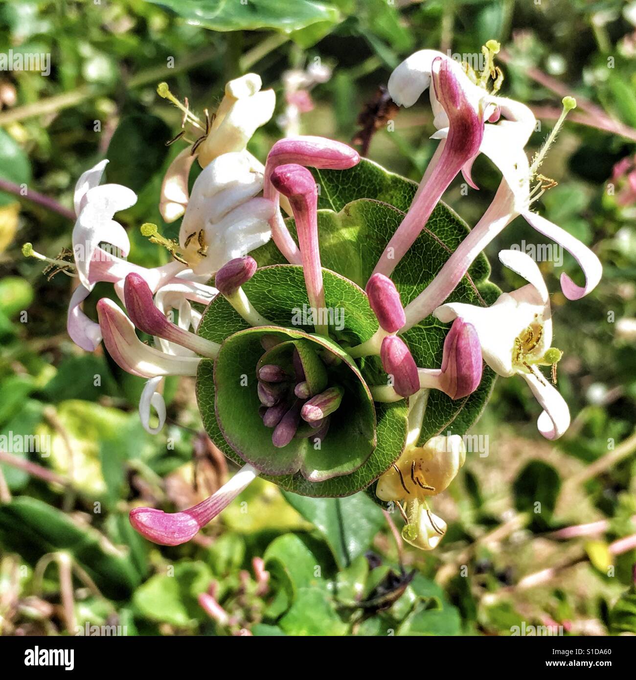 Wild honeysuckle in flower - Smartphone Captured Stock Image