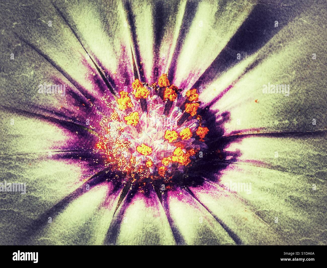 Osteospermum, flower - Smartphone Captured Stock Image