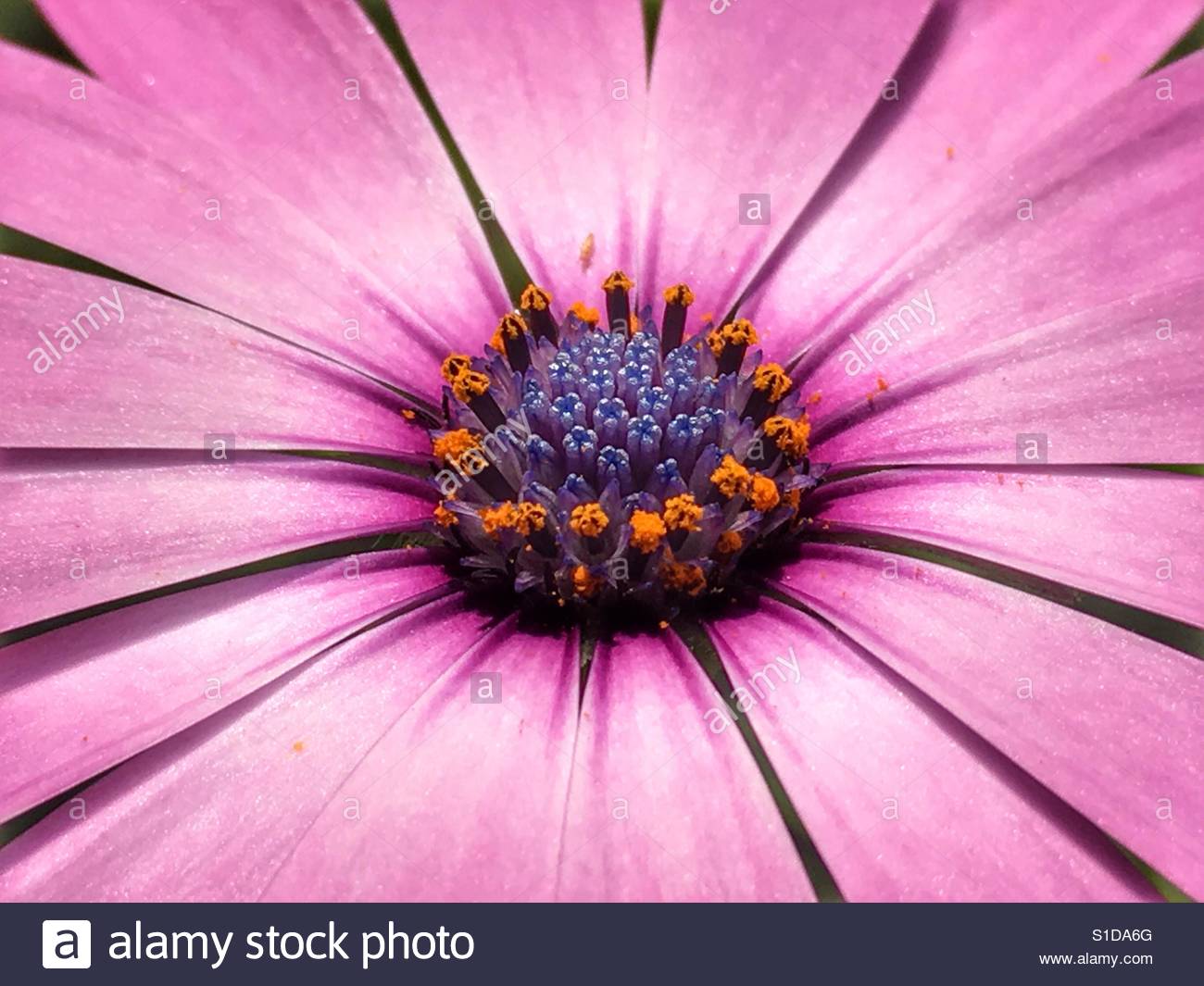 Purple petals perfection hi-res stock photography and images - Alamy