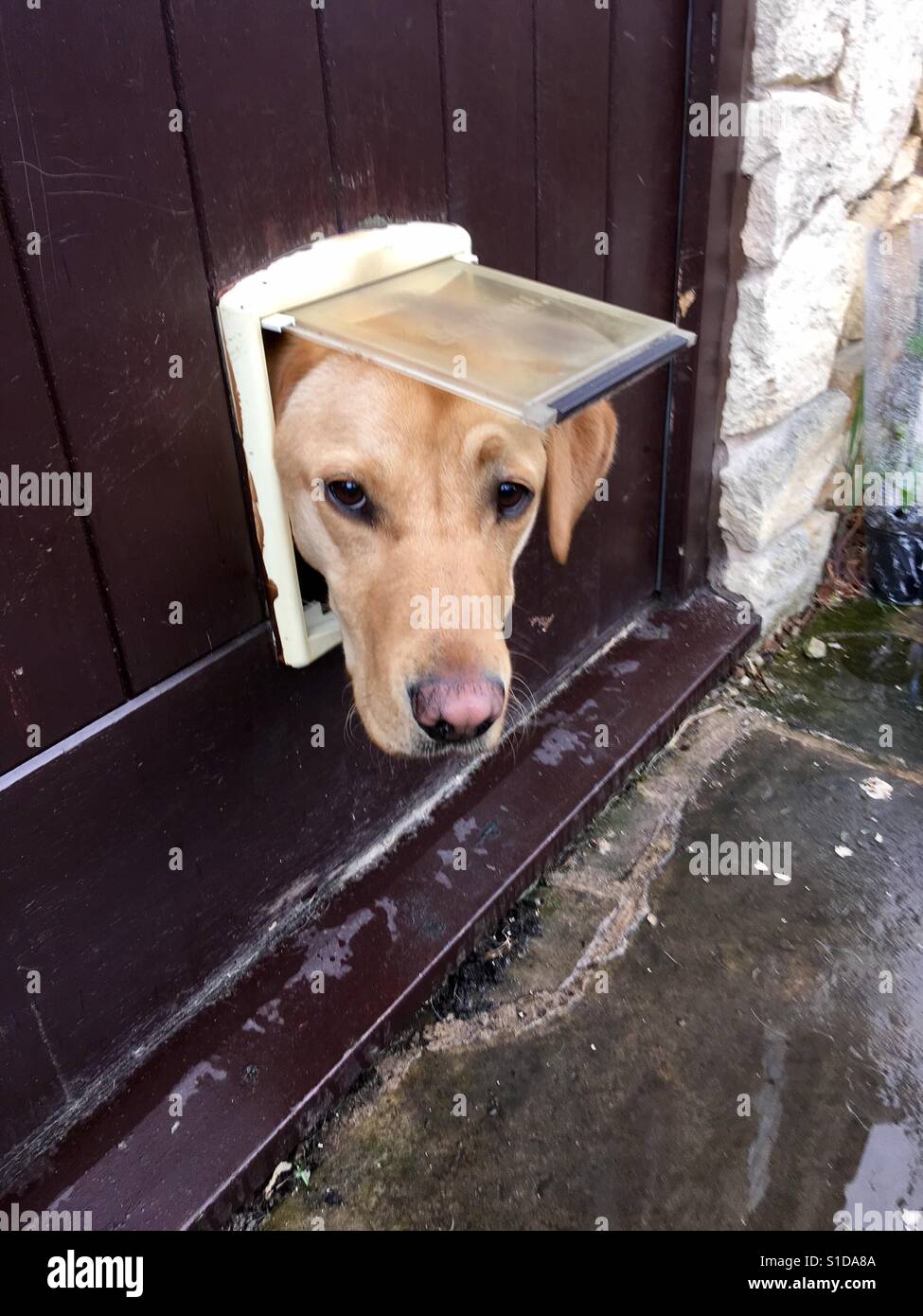 Labrador head out of cat flap Stock Photo Alamy