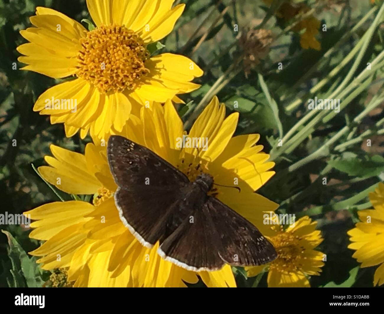 Black moth pollinating on wildflowers Stock Photo Alamy