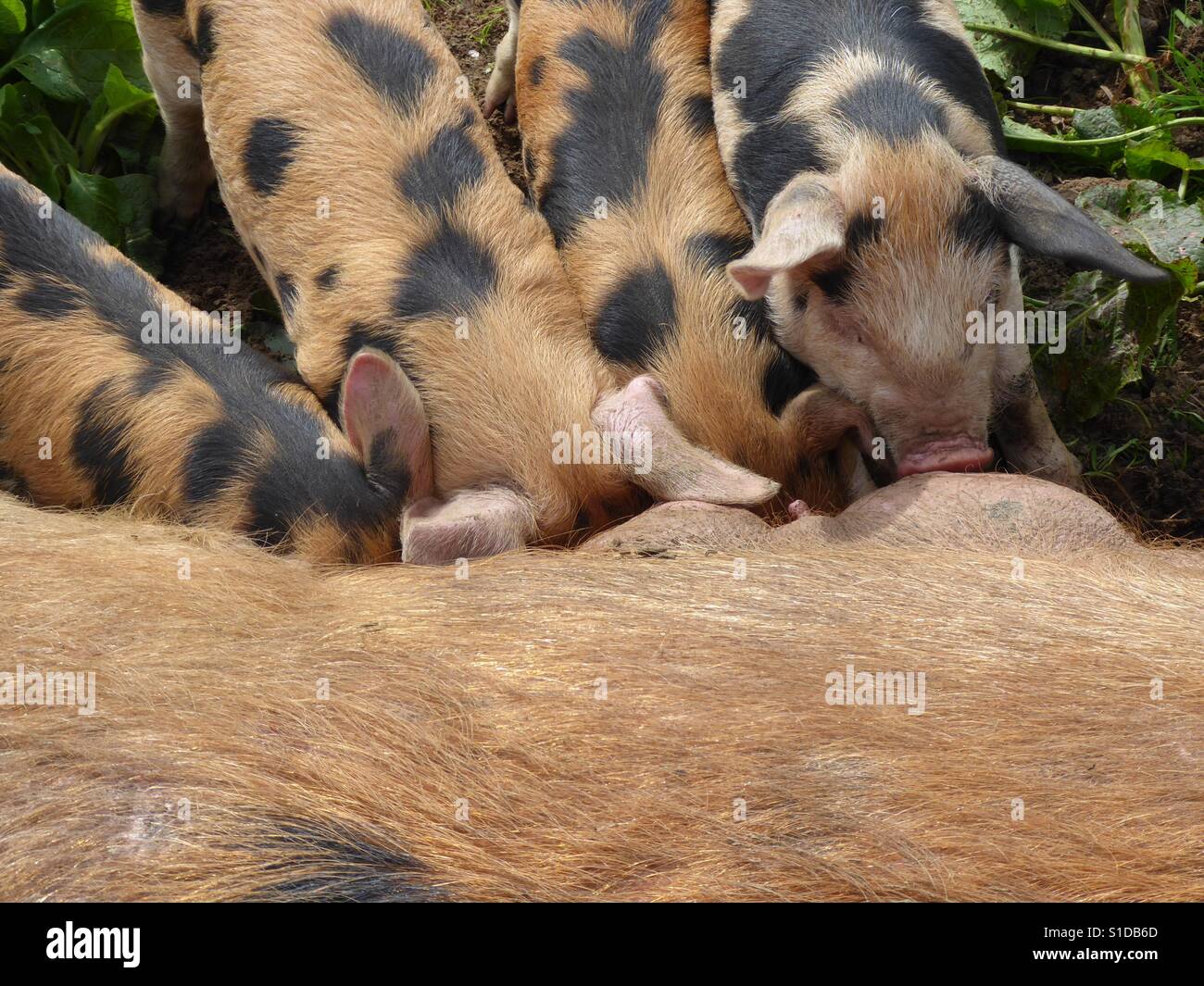 Suckling piglets Stock Photo