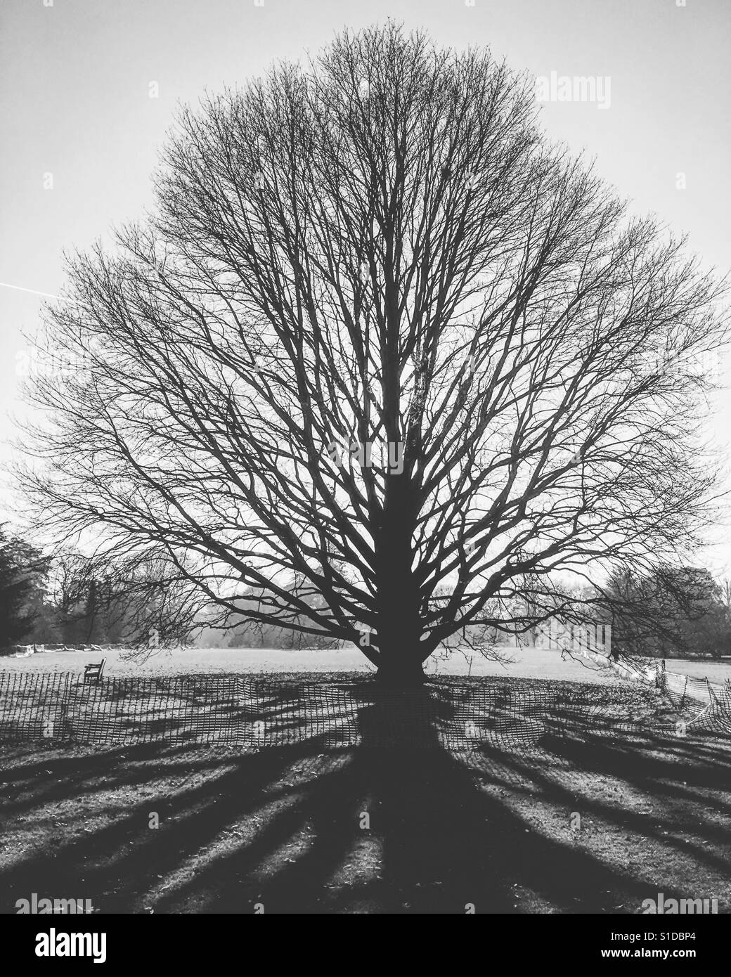 Black and white tree silhouette hi-res stock photography and images - Alamy