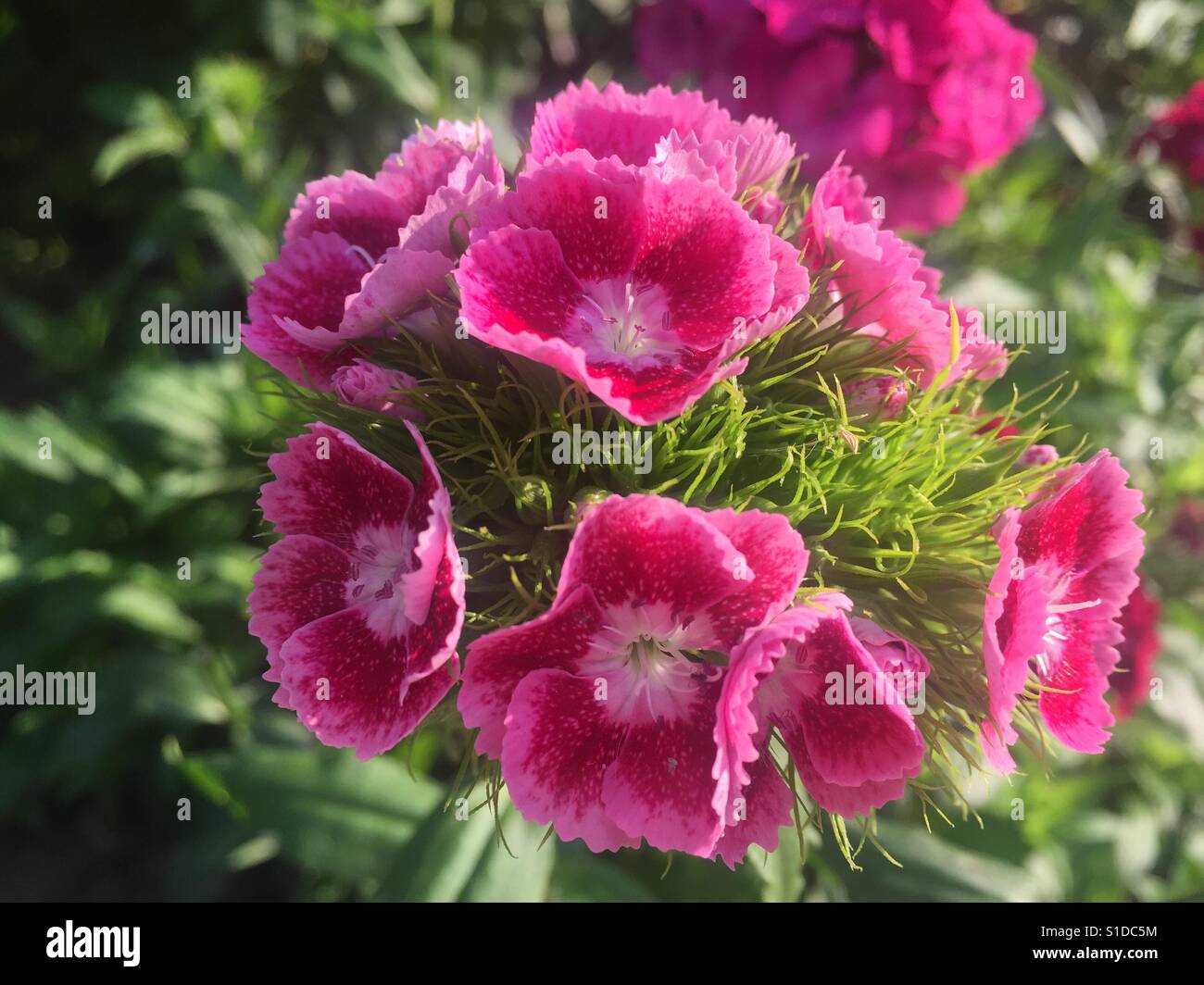 A pink flower with light pink spots on its petals Stock Photo Alamy