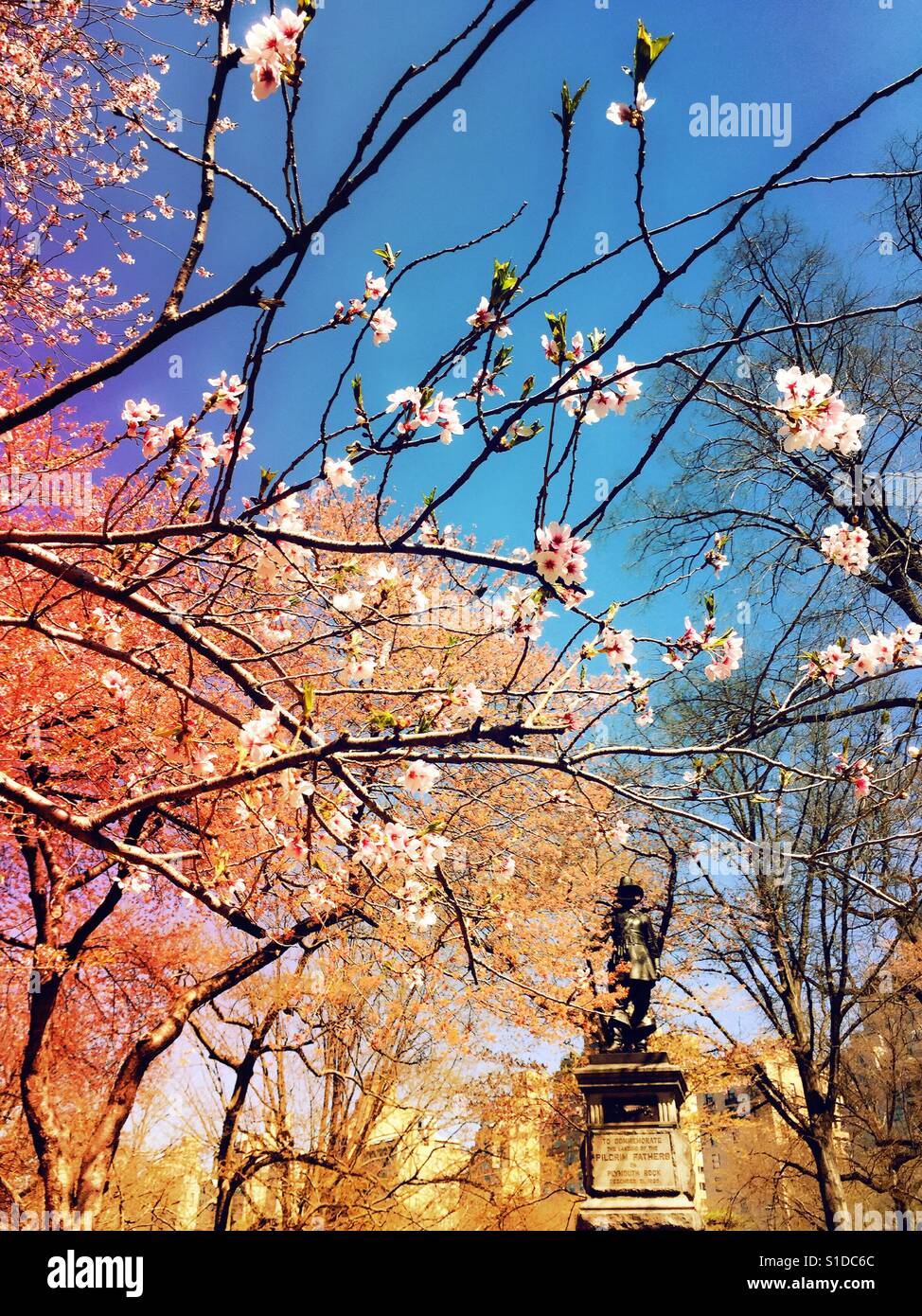 Springtime Cherry trees in bloom at Pilgrim Hill, Central Park, NYC