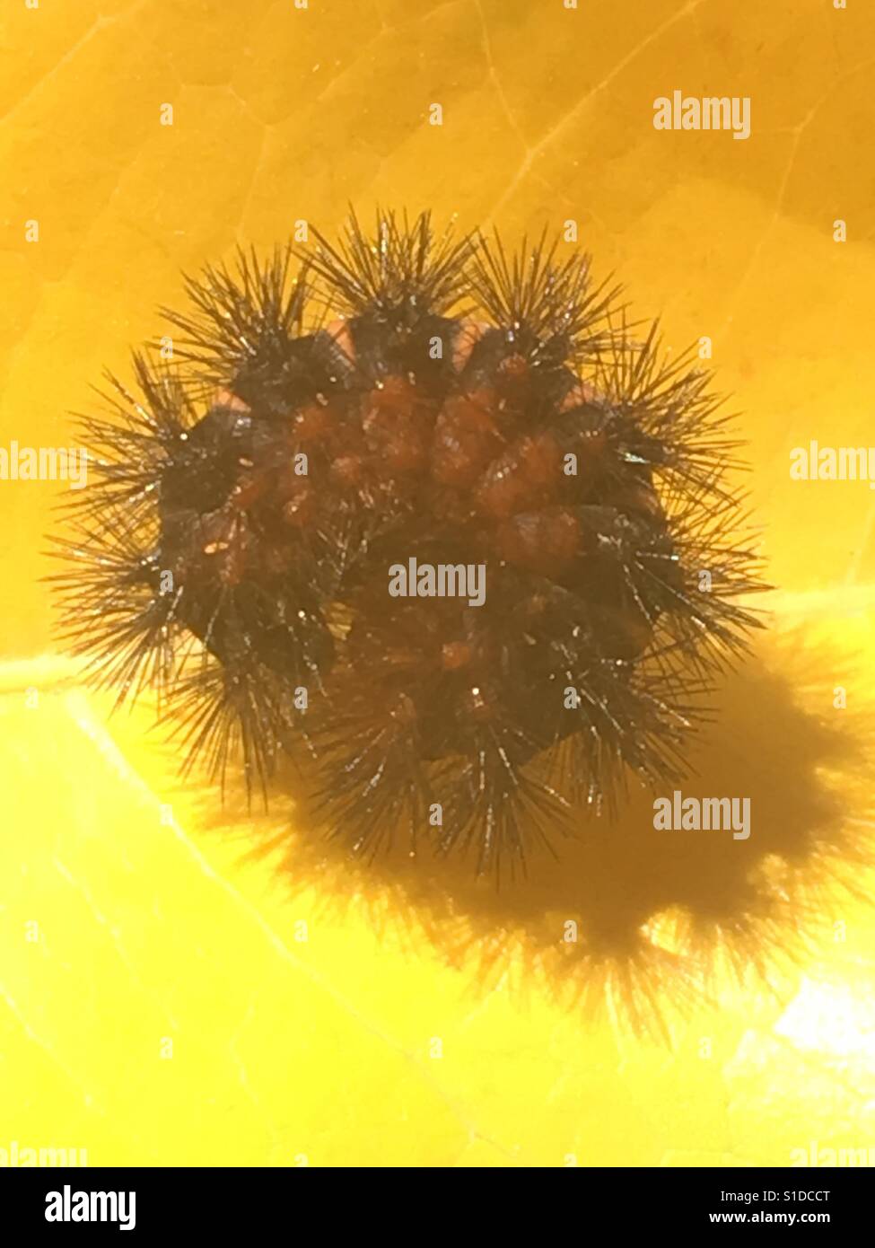 Fuzzy caterpillar soaking in sun in south Texas Stock Photo Alamy