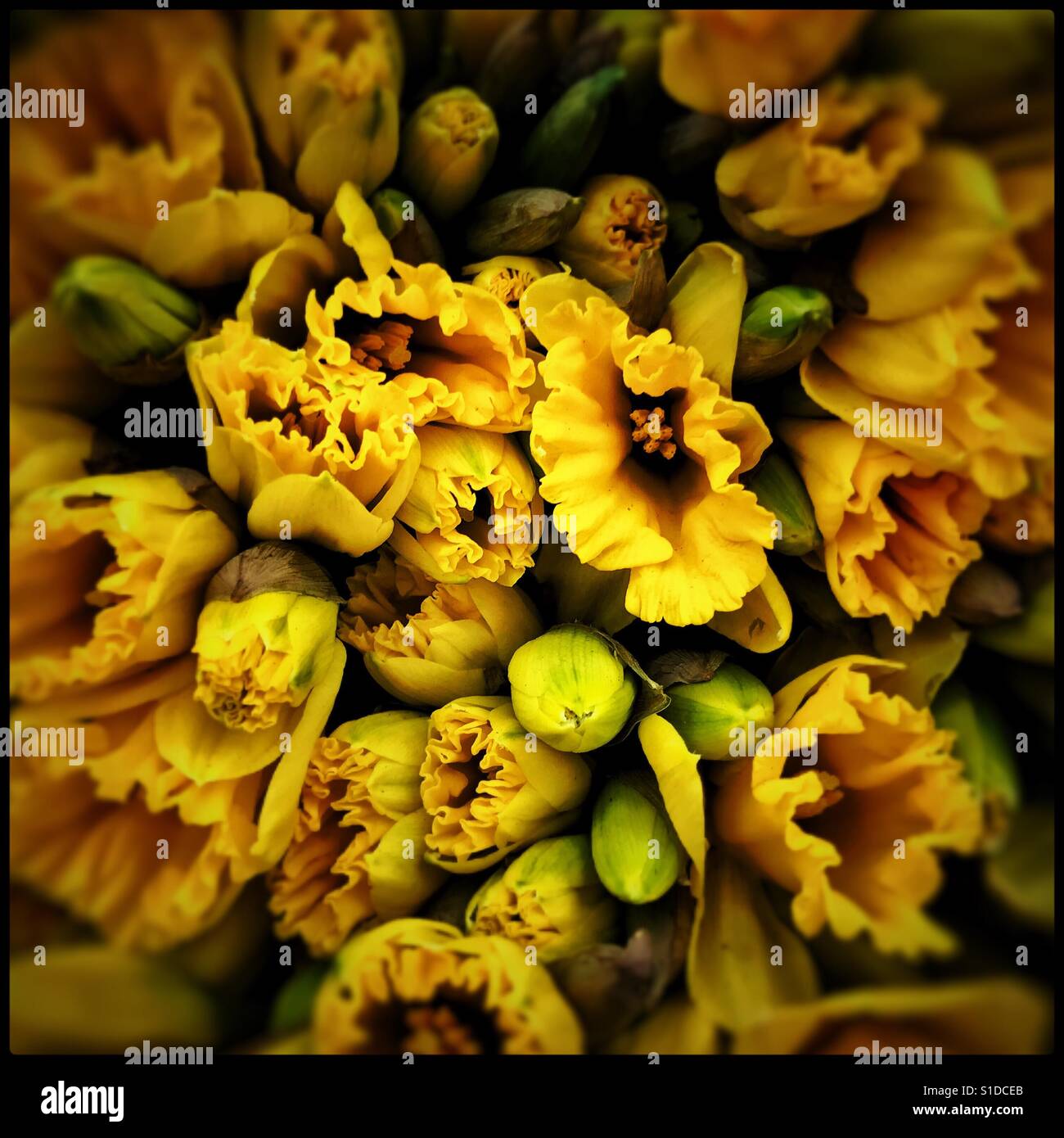 A bundle of daffodils Stock Photo