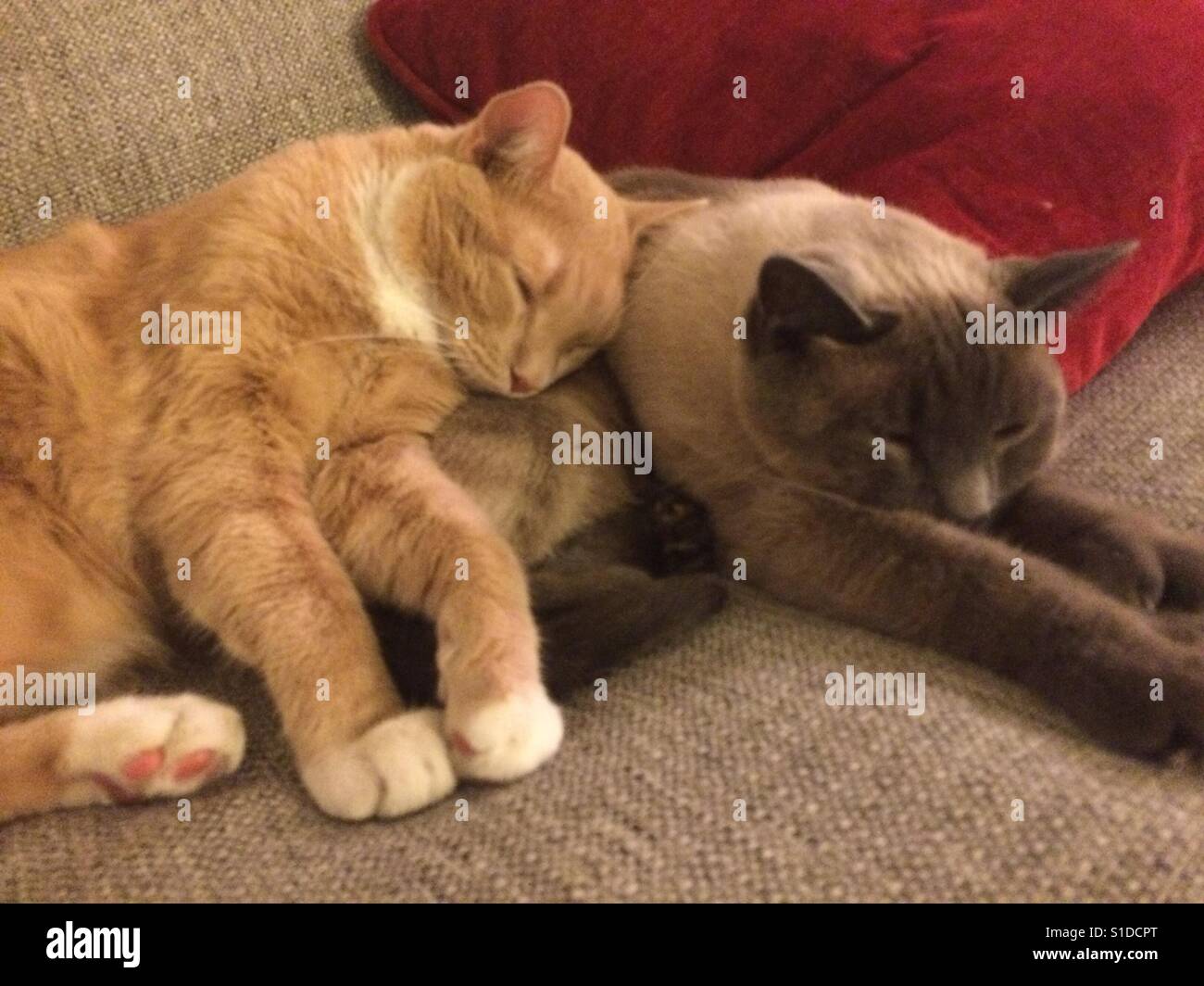 Two cats snuggling Stock Photo Alamy