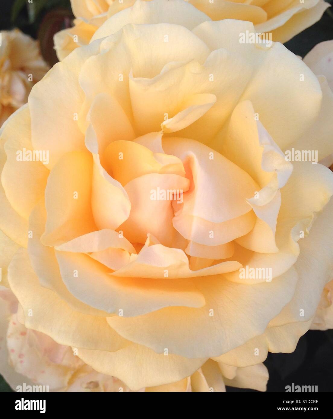 Lacey rose hi-res stock photography and images - Alamy
