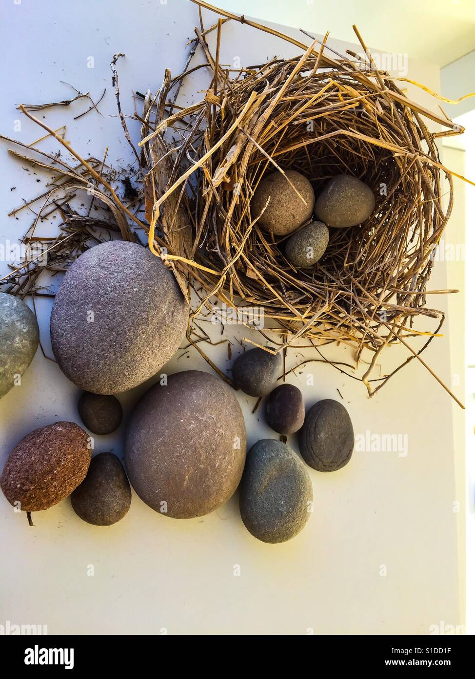 Nest and eggs and stones - Smartphone Captured Stock Image