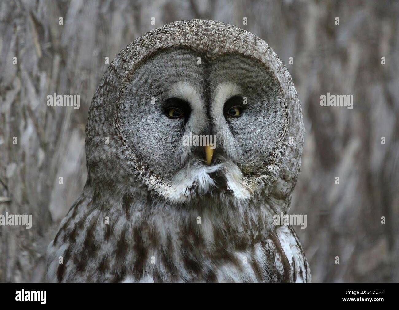 Great Grey Owl Portrait - Smartphone Captured Stock Image