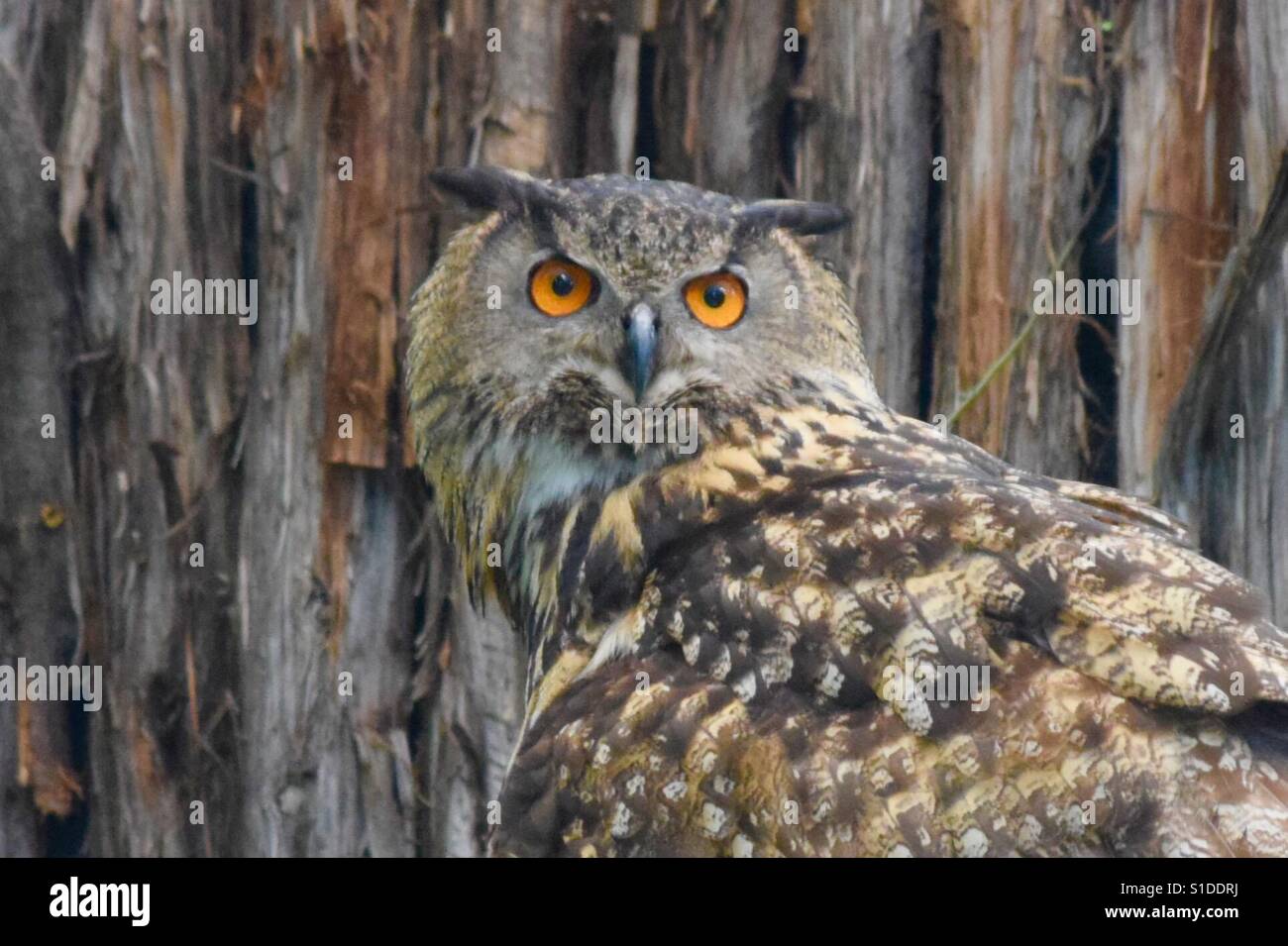 Owl at the zoo Stock Photo Alamy