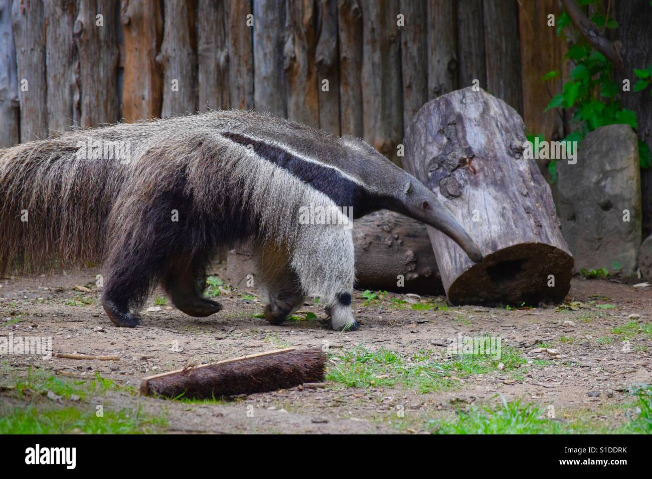 Ant eater at the zoo Stock Photo