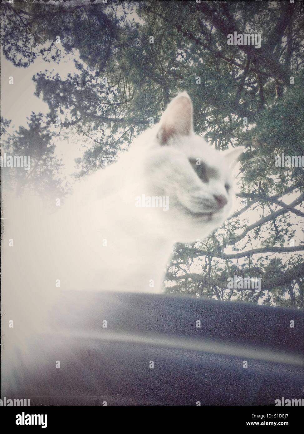 White cat on car roof, backlit by the sun. - Smartphone Captured Stock Image