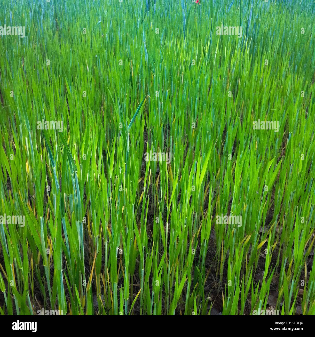 Agriculture field - Smartphone Captured Stock Image