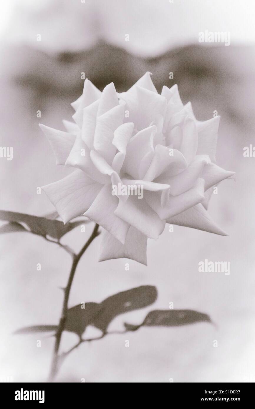 A rose - Smartphone Captured Stock Image