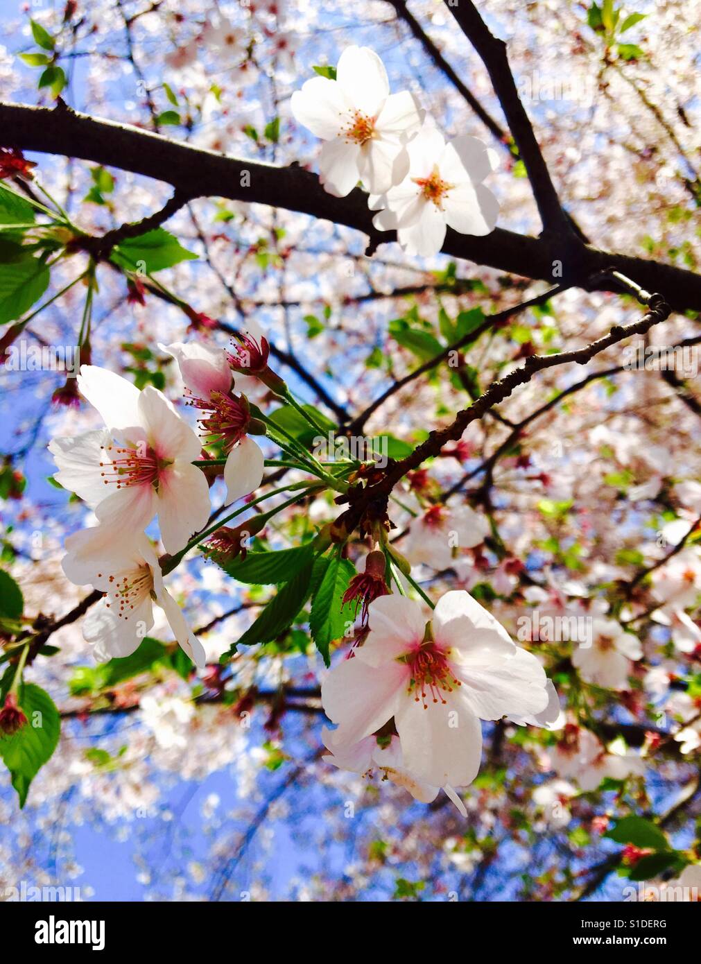 Cherry blossoms in spring Stock Photo
