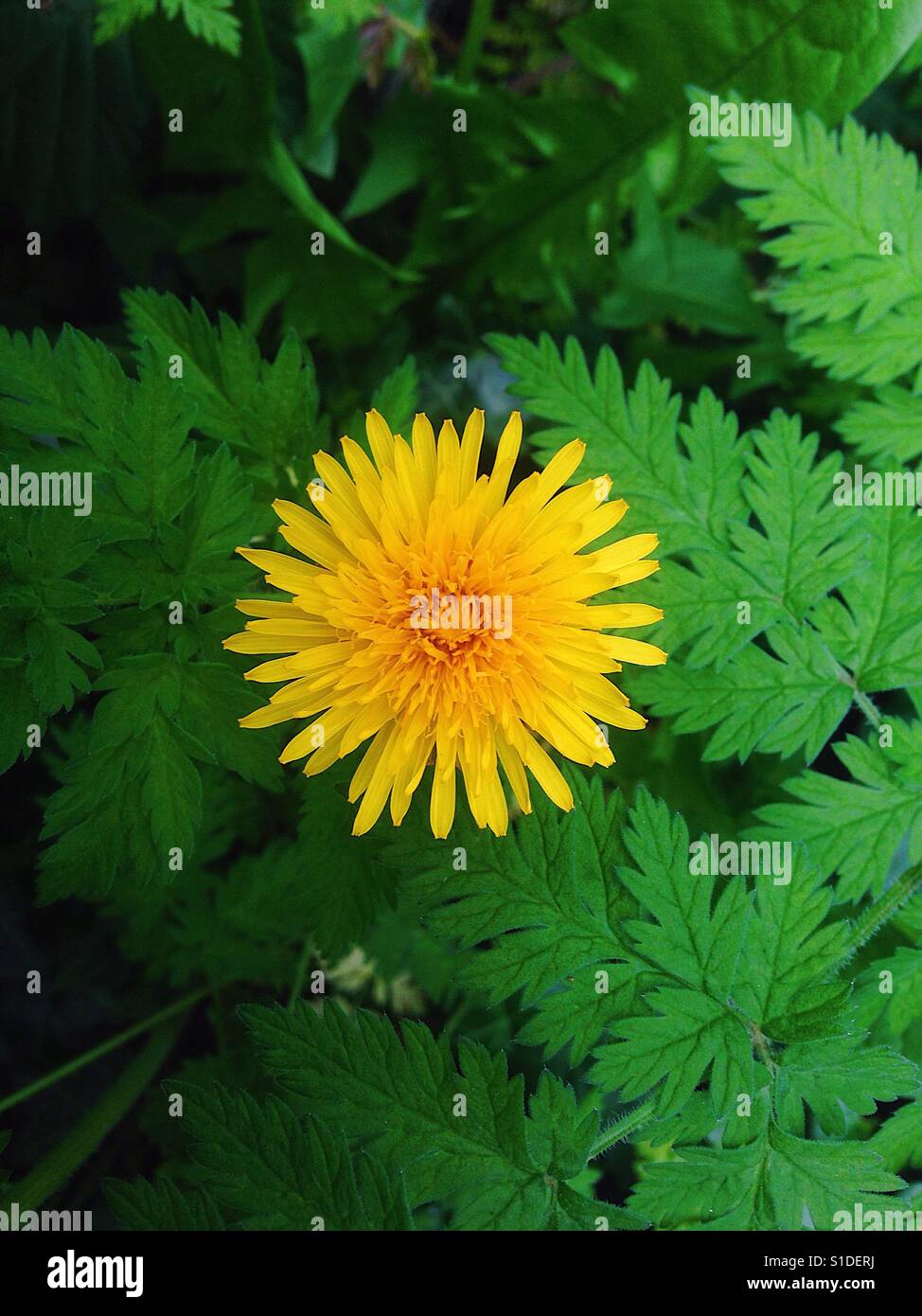 Lovely yellow flower Stock Photo