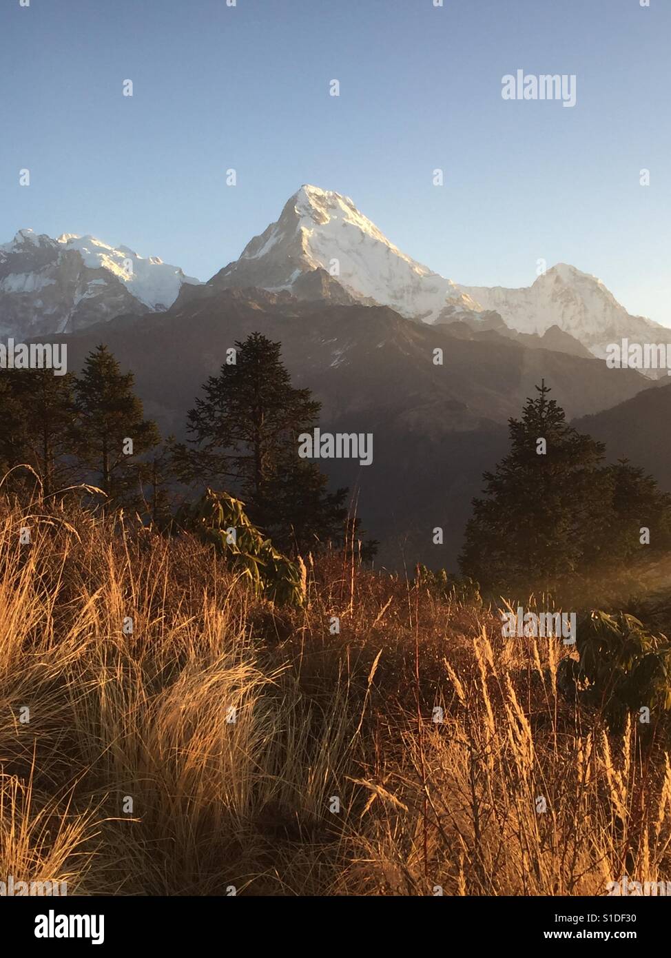 View from the hime up to Poon Hill in Nepal to see the Annapurna ridge ...